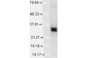 Image no. 1 for anti-Heme Oxygenase (Decycling) 1 (HMOX1) (AA 1-30) antibody (ABIN466899) (HMOX1 anticorps  (AA 1-30))