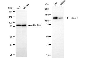 Western blotting analysis using BCAR1 antibody (ABIN7797791).