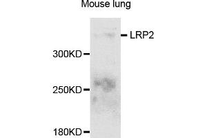Western blot analysis of extracts of mouse lung, using LRP2 antibody (ABIN5995557) at 1/1000 dilution. (LRP2 anticorps)