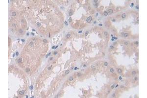 IHC-P analysis of Human Kidney Tissue, with DAB staining. (Persephin anticorps  (AA 29-156))