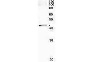 Western Blotting (WB) image for anti-RecA (full length) antibody (ABIN2451965) (RecA (full length) anticorps)