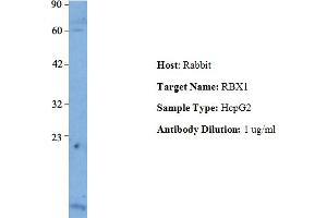 Host: Rabbit Target Name: RBX1 Sample Type: Human HepG2 Antibody Dilution: 1. (RBX1 anticorps  (Middle Region))