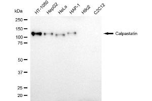 Western blotting analysis using calpastatin antibody (ABIN7797850).