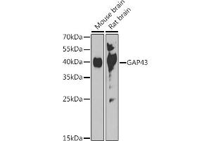 Western blot analysis of extracts of various cell lines, using G antibody (ABIN7267516) at 1:1000 dilution. (GAP43 anticorps  (AA 1-238))