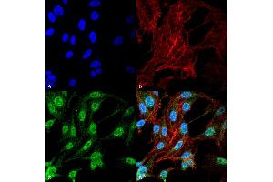 Immunocytochemistry/Immunofluorescence analysis using Rabbit Anti-NRF2 Polyclonal Antibody .