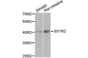 Western blot analysis of extracts of various cell lines, using SSTR2 antibody (ABIN5971606) at 1/1000 dilution. (SSTR2 anticorps)