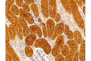 ABIN6261991 and ABIN6269006 at 1/100 staining Mouse kidney tissue by IHC-P. (GRIK2 anticorps  (C-Term))