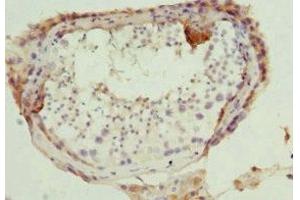 Immunohistochemistry of paraffin-embedded human testis tissue using ABIN7165308 at dilution of 1:100