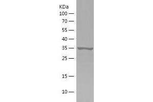 Western Blotting (WB) image for Peptidyl Prolyl Cis/Trans Isomerase NIMA Interacting 4 Protein (PIN4) (AA 1-131) protein (His-IF2DI Tag) (ABIN7124337)