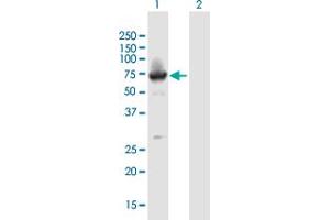 Western Blot analysis of BTBD9 expression in transfected 293T cell line by BTBD9 MaxPab polyclonal antibody. (BTBD9 anticorps  (AA 1-582))