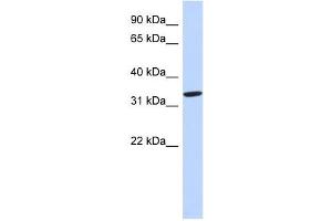 AZGP1 antibody used at 1 ug/ml to detect target protein.