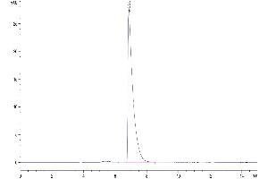 The purity of Mouse CEACAM-1/CD66a is greater than 95 % as determined by SEC-HPLC.