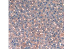 IHC-P analysis of liver tissue, with DAB staining. (KNG1 anticorps  (AA 378-430))