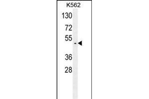 GTPBP2 Antibody (C-term) (ABIN654178 and ABIN2844034) western blot analysis in K562 cell line lysates (35 μg/lane). (GTPBP2 anticorps  (C-Term))