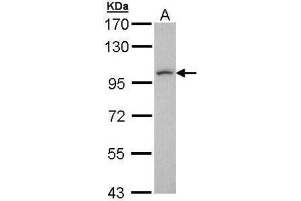 LUZP1 antibody  (N-Term)