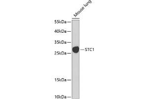 Western blot analysis of extracts of mouse lung, using STC1 Antibody (ABIN6128750, ABIN6148585, ABIN6148586 and ABIN6222488) at 1:1000 dilution. (Stanniocalcin 1 anticorps  (AA 18-247))