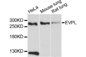 Western blot analysis of extracts of various cell lines, using EVPL antibody. (Envoplakin anticorps)