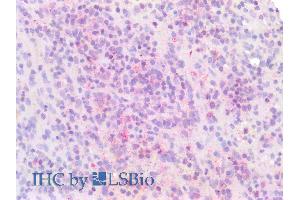 ABIN6391353 (5µg/ml) staining of paraffin embedded Human Spleen.
