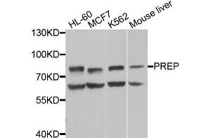 Western blot analysis of extracts of various cell lines, using PREP antibody (ABIN6003570) at 1/1000 dilution. (PREP anticorps)