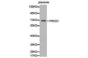 Western Blotting (WB) image for anti-Protein S (PROS) antibody (ABIN1874341) (PROS1 anticorps)