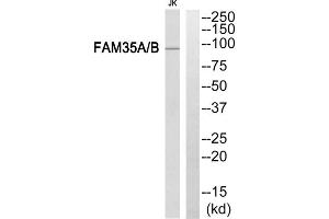 Western blot analysis of extracts from Jurkat cells, using FAM35A/B antibody. (FAM35A/B (Internal Region) anticorps)
