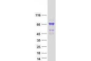 Validation with Western Blot (ZKSCAN3 Protein (Myc-DYKDDDDK Tag))