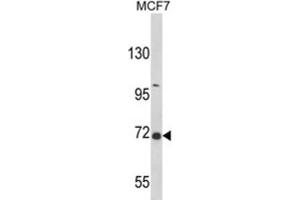 Western Blotting (WB) image for anti-GRB2-Associated Binding Protein 2 (GAB2) antibody (ABIN3002870) (GAB2 anticorps)