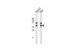 Western Blot at 1:1000 dilution Lane 1: HepG2 whole cell lysate Lane 2: Raji whole cell lysate Lysates/proteins at 20 ug per lane. (GLRX3 anticorps  (N-Term))