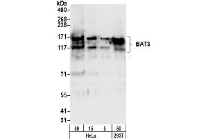 anti-Large Proline-Rich Protein BAT3 (BAT3) (AA 200-250) antibody