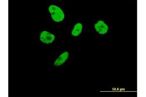 Immunofluorescence of purified MaxPab antibody to ILF3 on HeLa cell.