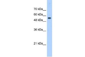 PODXL antibody used at 0. (PODXL anticorps  (Middle Region))