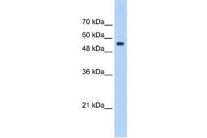 PODXL antibody used at 0.