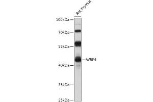 Western blot analysis of extracts of Rat thymus, using WBP4 antibody (ABIN7271392) at 1:1000 dilution. (WBP4 anticorps  (AA 1-376))