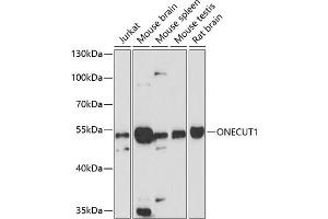 Western blot analysis of extracts of various cell lines, using ONECUT1 antibody (ABIN6132821, ABIN6145027, ABIN6145029 and ABIN6216522) at 1:3000 dilution.