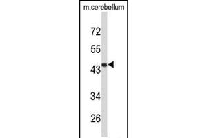 Western blot analysis of FMOD Antibody in mouse cerebellum tissue lysates (35ug/lane) (Fibromodulin anticorps  (C-Term))