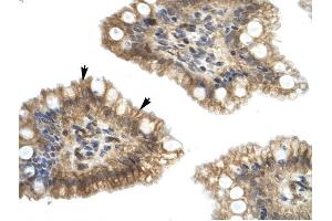 Nucleobindin 2 antibody was used for immunohistochemistry at a concentration of 4-8 ug/ml to stain Epithelial cells of intestinal villus (arrows) in Human Intestine. (NUCB2 anticorps  (Middle Region))