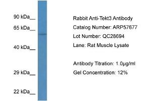 Western Blotting (WB) image for anti-Tektin 3 (TEKT3) (N-Term) antibody (ABIN2787333) (Tektin 3 anticorps  (N-Term))