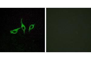 Peptide - +Western blot analysis of extracts from LOVO cells, using GPR120 antibody. (O3FAR1 anticorps  (Internal Region))