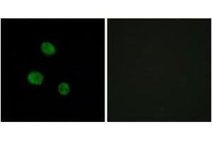 Immunofluorescence (IF) image for anti-Heterogeneous Nuclear Ribonucleoprotein M (HNRNPM) (AA 11-60) antibody (ABIN2889505) (HNRNPM anticorps  (AA 11-60))