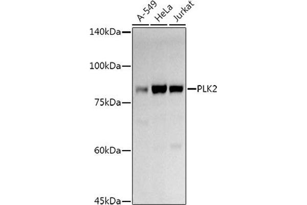 PLK2 anticorps  (AA 322-671)