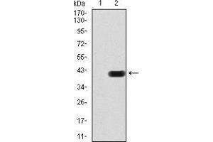 Western blot analysis using CIDEC mAb against HEK293 (1) and CIDEC (AA: 53-141)-hIgGFc transfected HEK293 (2) cell lysate.