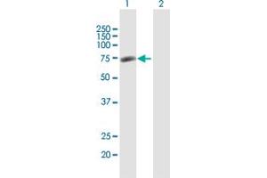 Western Blot analysis of GPATCH4 expression in transfected 293T cell line by GPATCH4 MaxPab polyclonal antibody. (GPATCH4 anticorps  (AA 1-446))