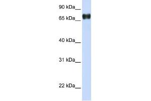 PLEKHA4 antibody used at 1 ug/ml to detect target protein.