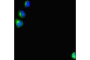 Immunofluorescent analysis of HepG2 cells using ABIN7166128 at dilution of 1:100 and Alexa Fluor 488-congugated AffiniPure Goat Anti-Rabbit IgG(H+L) (SHROOM3 anticorps  (AA 1309-1571))