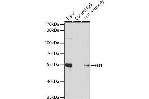 Immunoprecipitation analysis of 200 μg extracts of Jurkat cells using 1 μg FLI1 antibody (ABIN6129576, ABIN6140673, ABIN6140674 and ABIN6221283). (FLI1 anticorps  (AA 1-100))