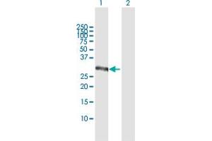 Western Blot analysis of CSGALNACT1 expression in transfected 293T cell line by CSGALNACT1 MaxPab polyclonal antibody. (CSGALNACT1 anticorps  (AA 1-297))