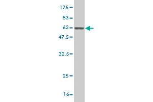 Western Blot detection against Immunogen (55.