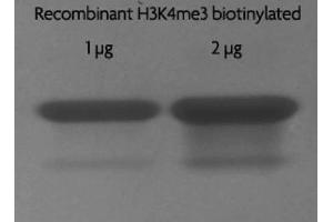 Recombinant Histone H3 trimethyl Lys4 biotinylated analyzed by SDS-PAGE gel. (Histone H3.2 (biotinylated), (full length), (N-Term), (truncated) Protéine)
