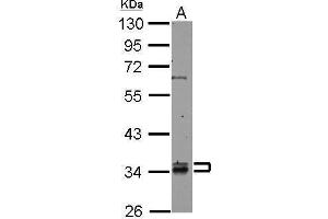 WB Image Sample (50 ug of whole cell lysate) A: mouse brain 10% SDS PAGE antibody diluted at 1:1000