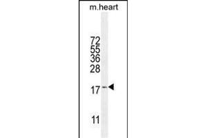SNR27 Antibody (Center) (ABIN655835 and ABIN2845250) western blot analysis in mouse heart tissue lysates (35 μg/lane).